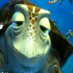 Kayıp balık Nemo  oyunu